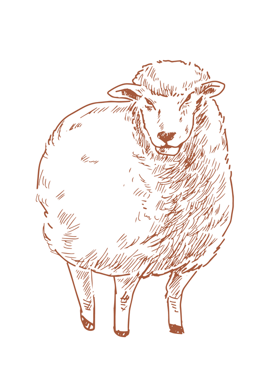 dessins représentant un mouton, la laine de mouton est la matière première de nos tapis